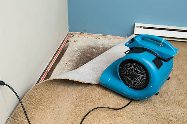 Best Carpet water damage restoration  in Lula, GA